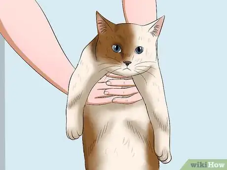 Image intitulée Carry a Cat Step 11