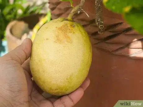 Image intitulée Ripen Lemons Step 15