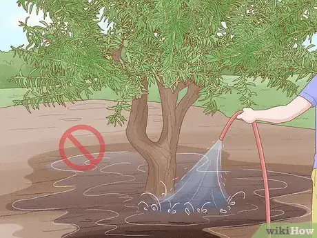Image intitulée Grow Almonds Step 14