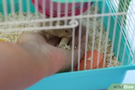 Image intitulée Care for a Hamster Step 16Bullet3