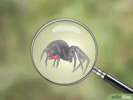 Image intitulée Identify and Treat Black Widow Spider Bites Step 7