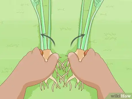Image intitulée Divide a Bird of Paradise Plant Step 5