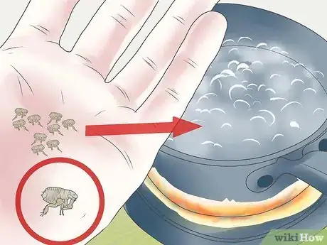 Image intitulée Get Rid of Fleas on a Puppy Too Young for Normal Medication Step 4