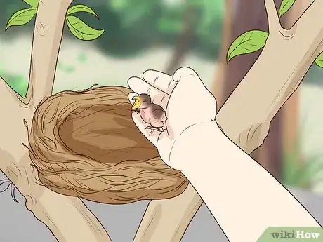 Image intitulée Care for Wild Baby Birds Step 2