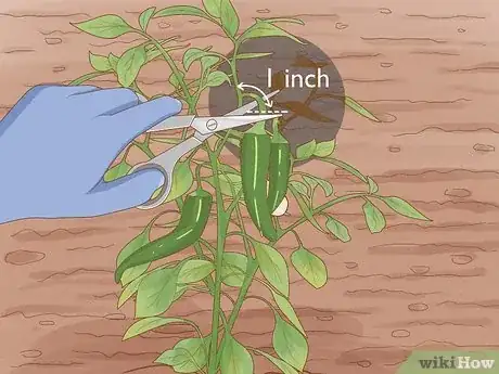 Image intitulée Grow Hot Peppers Step 22