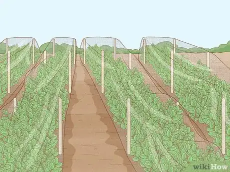 Image intitulée Protect Peas from Birds Step 3