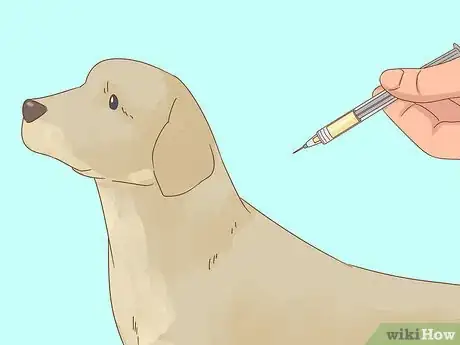 Image intitulée Care for a Dog After Spaying Step 24