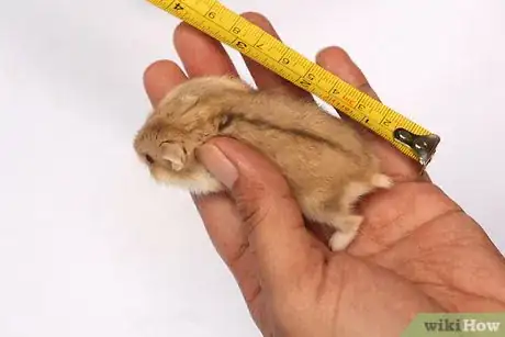 Image intitulée Care for a Hamster Step 9
