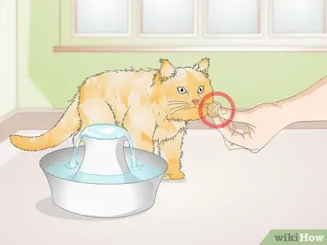 Image intitulée Train Your Cat to Use a Pet Fountain Step 6