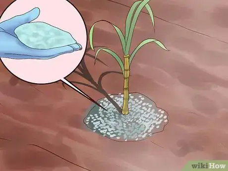 Image intitulée Plant Sugar Cane Step 7