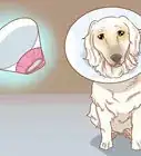 retirer soi même les acrochordons de son chien