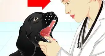 raffermir les selles de votre chien