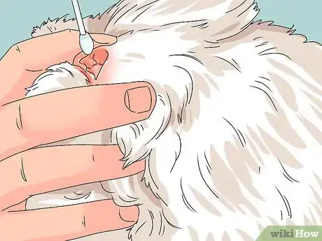 Image intitulée Groom Shih Tzus Step 13