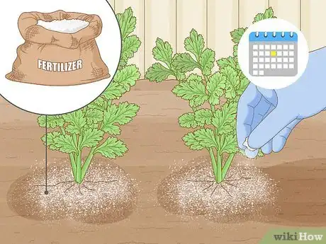 Image intitulée Grow Parsley Step 14