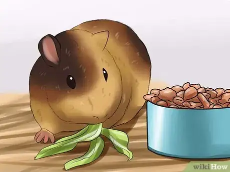 Image intitulée Tell if Your Guinea Pig Is Pregnant Step 2