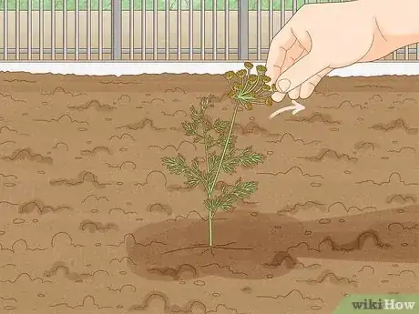 Image intitulée Grow Dill Step 10