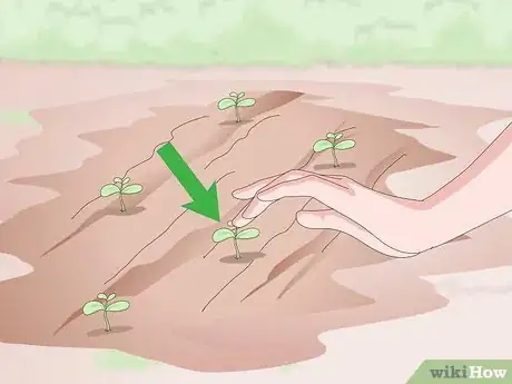 Image intitulée Kill Trumpet Vine Step 12