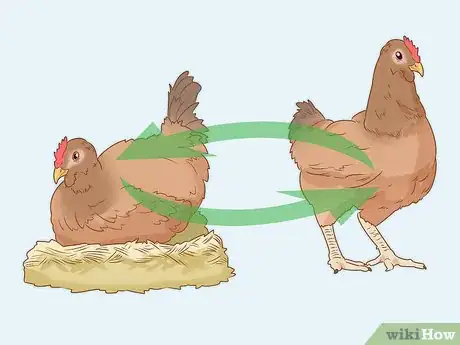 Image intitulée Cure a Chicken from Egg Bound Step 2