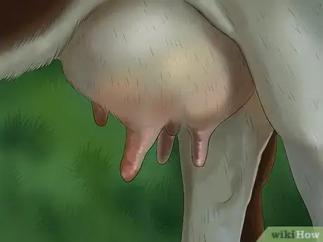 Image intitulée Milk a Goat by Hand Step 8