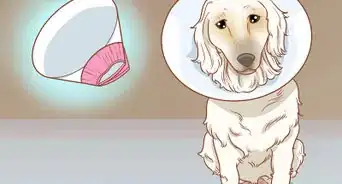 retirer soi même les acrochordons de son chien