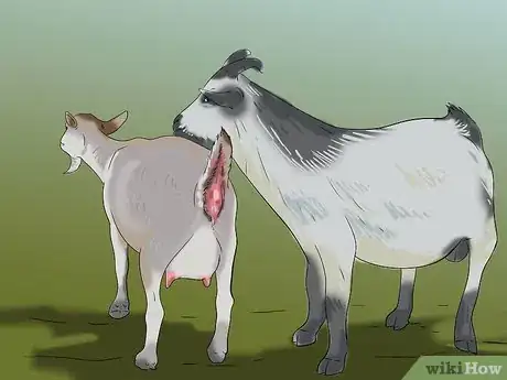 Image intitulée Raise and Breed Milk Goats Step 8