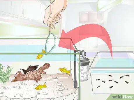Image intitulée Breed Molly Fish Step 3