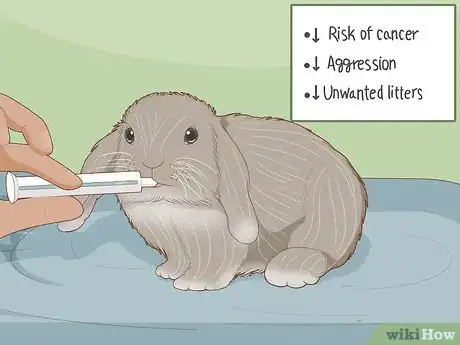 Image intitulée Care for Dwarf Rabbits Step 23