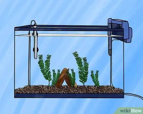 Image intitulée Set up a Freshwater Aquarium Step 7