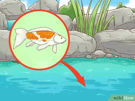 Image intitulée Clean a Koi Pond Step 15