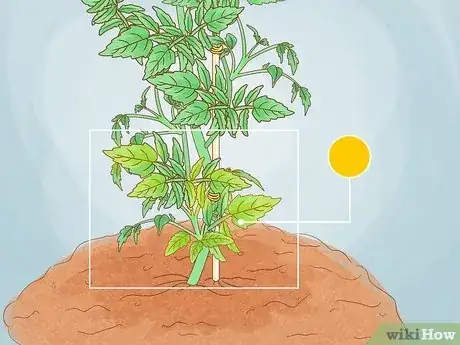 Image intitulée Prune Tomatoes Step 2