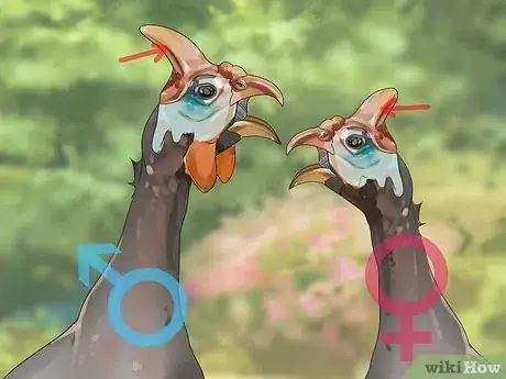 Image intitulée Tell the Sex of Guinea Fowl Step 5