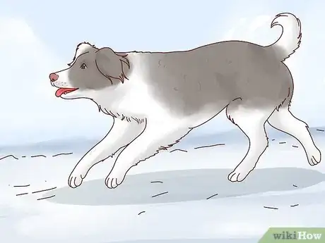 Image intitulée Keep Dogs Warm in the Winter Step 11