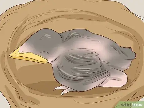 Image intitulée Care for Wild Baby Birds Step 5