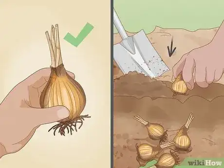 Image intitulée Cure Daffodil Bulbs for Replanting Step 10