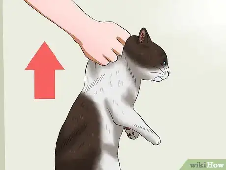 Image intitulée Carry a Cat Step 19