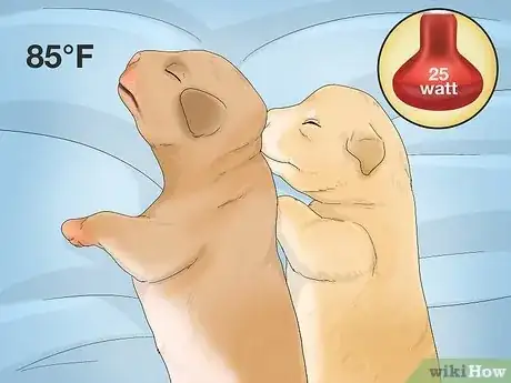 Image intitulée Handle a Mother Dog Refusing to Stay with Her Puppies Step 11