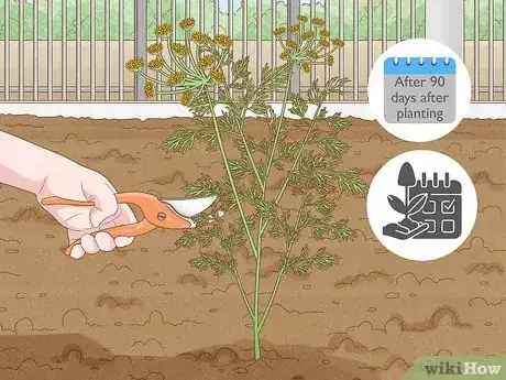 Image intitulée Grow Dill Step 14