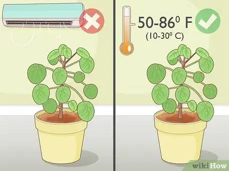 Image intitulée Take Care of a Chinese Money Plant Step 2