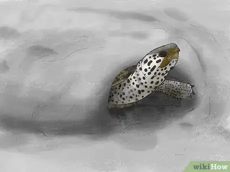 Image intitulée Tell the Difference Between a Tortoise, Terrapin and Turtle Step 10