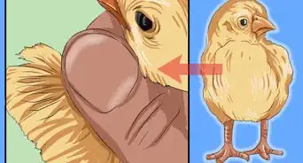 déterminer le sexe d'un poulet