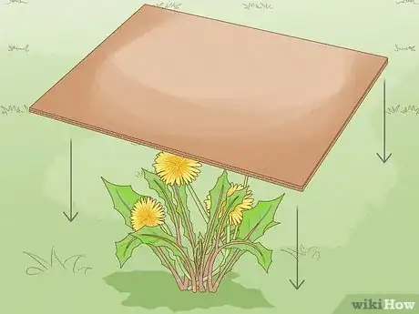 Image intitulée Kill Dandelions Naturally Step 9
