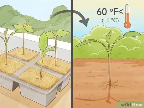 Image intitulée Grow Jalapeno Peppers Step 6