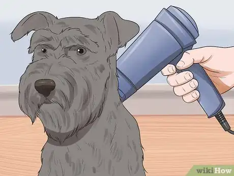 Image intitulée Groom a Miniature Schnauzer Step 3
