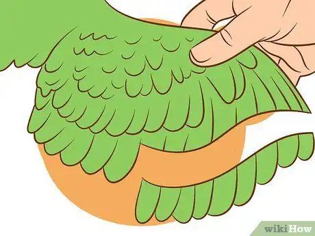 Image intitulée Care for a Conure Step 9