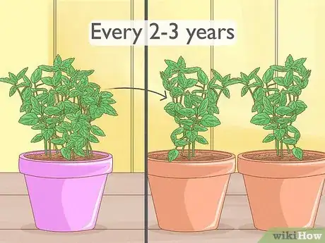 Image intitulée Grow Mint Step 13