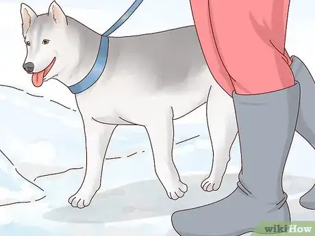 Image intitulée Keep Dogs Warm in the Winter Step 10