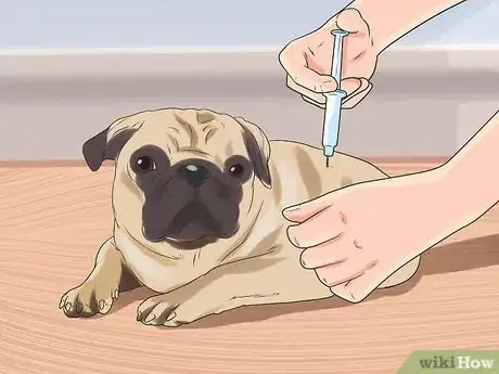 Image intitulée Breed Pugs Step 7