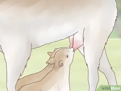 Image intitulée Care for Baby Goats Step 4