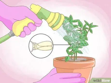 Image intitulée Grow Mint Step 15
