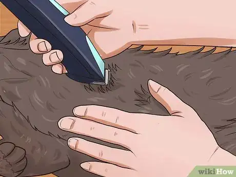 Image intitulée Shave a Cat Step 18